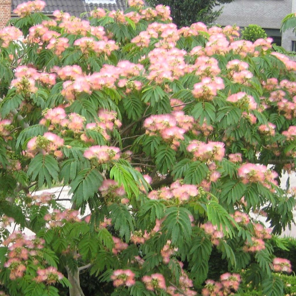 Acacia de Constantinopla Tropical Dream - Albizia