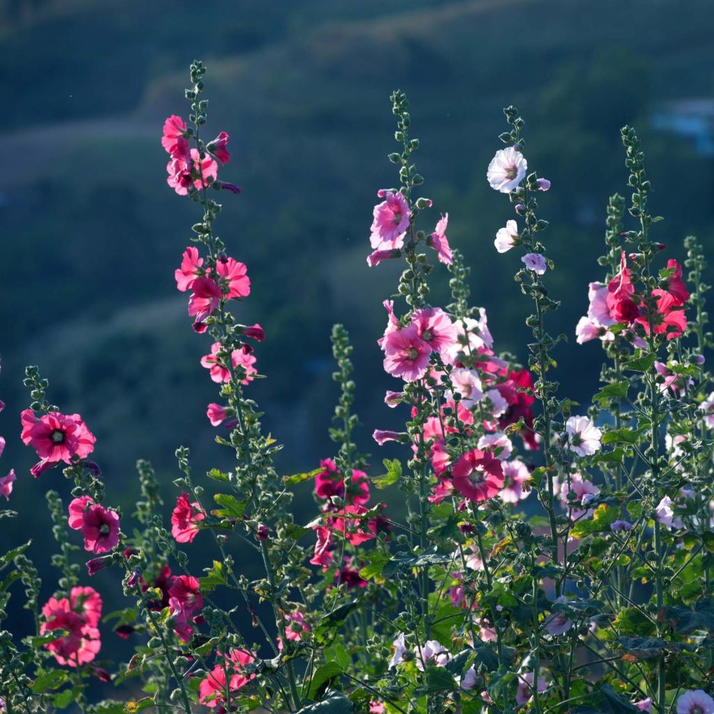 Alcea rosea Simplex - Malva real