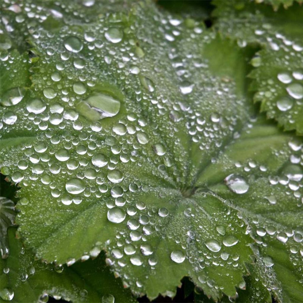 Alchemilla mollis - Alquémila