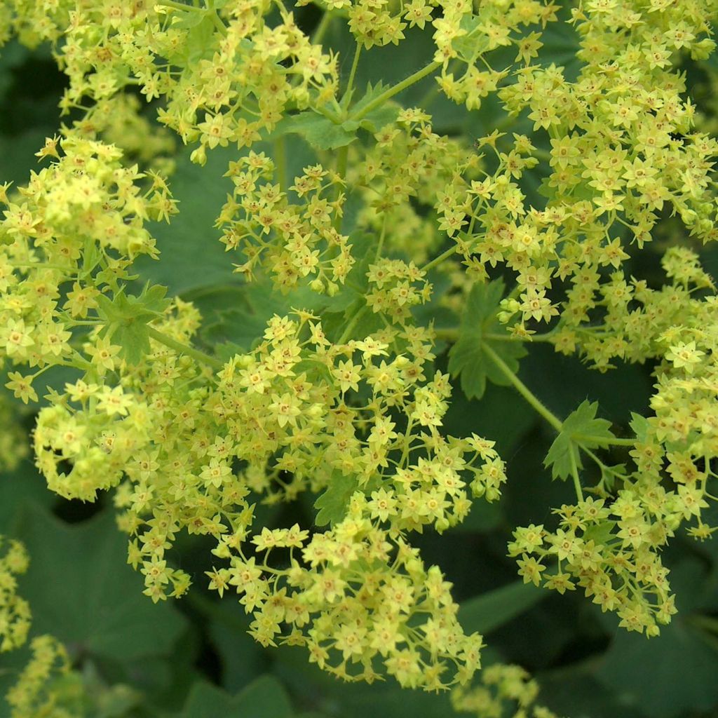 Alchemilla mollis - Alquémila