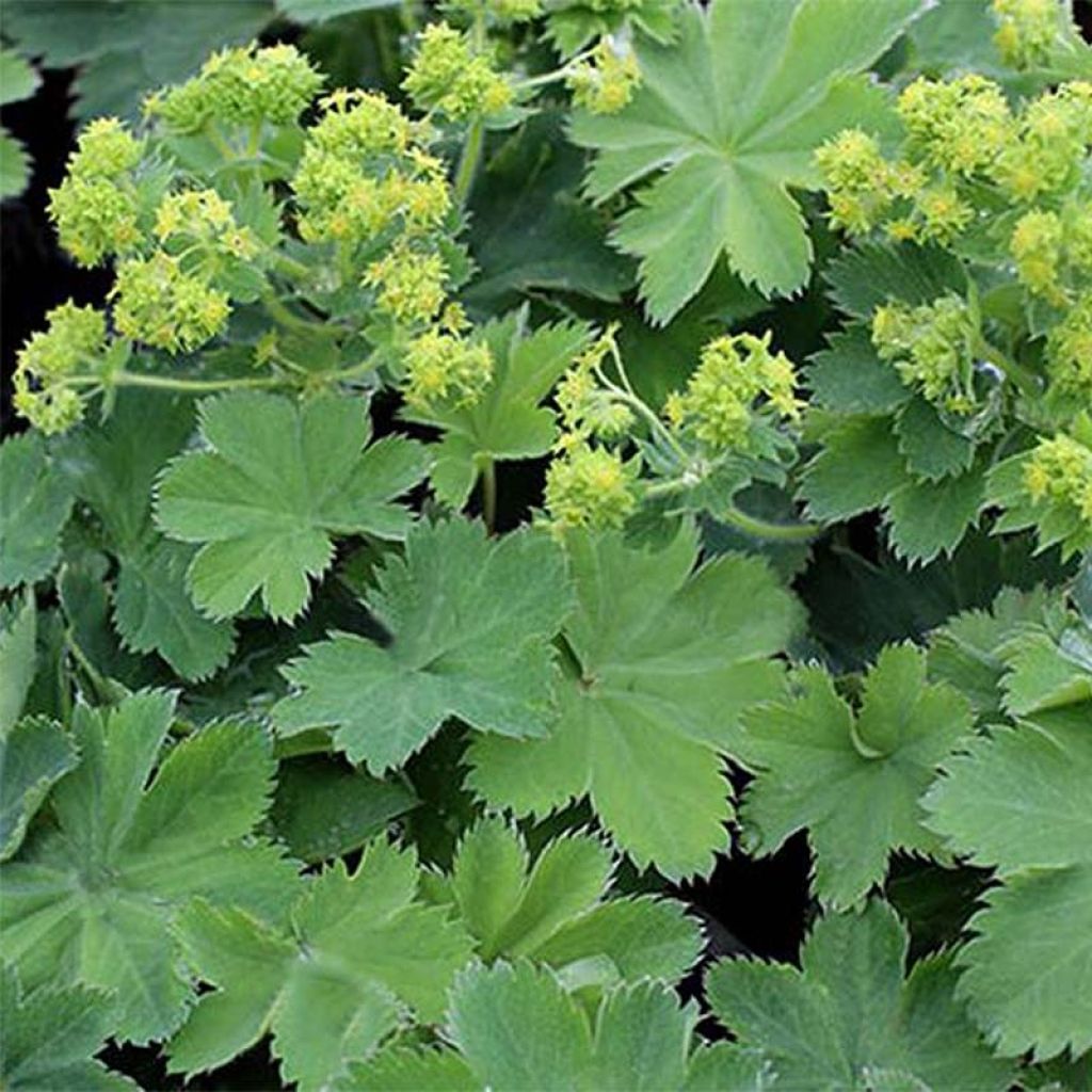 Alchemilla sericata Gold Strike - Alquemila