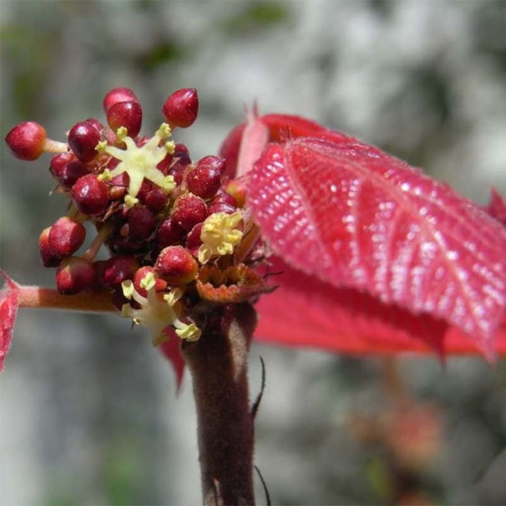 Alchornea davidii