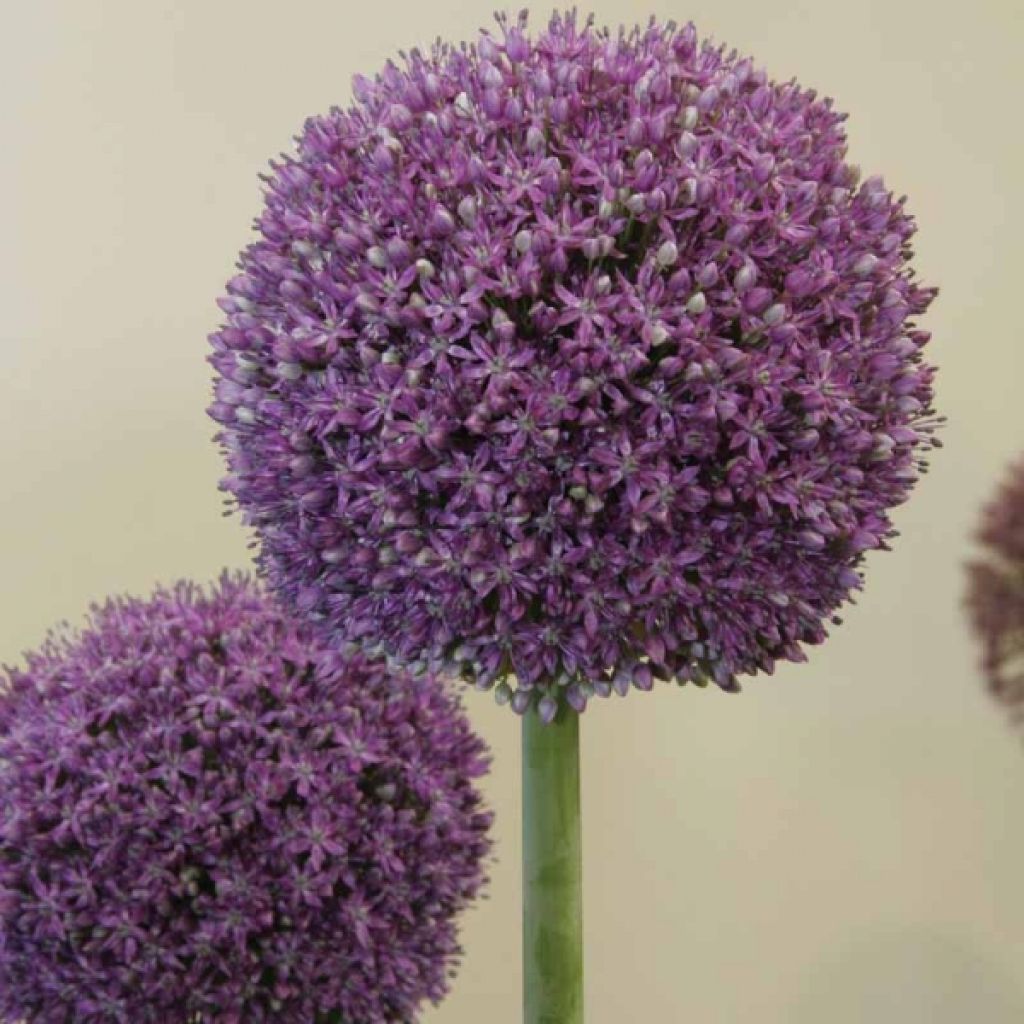 Allium Ambassador - Ajo decorativo