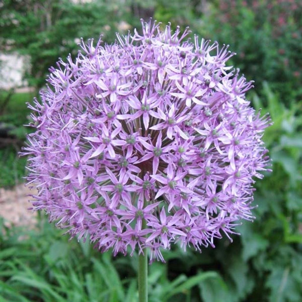 Allium Gladiator