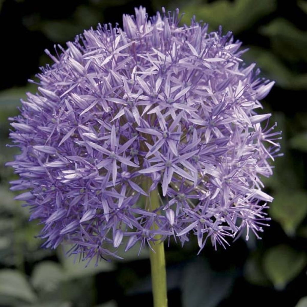 Allium Globemaster - Ajo decorativo