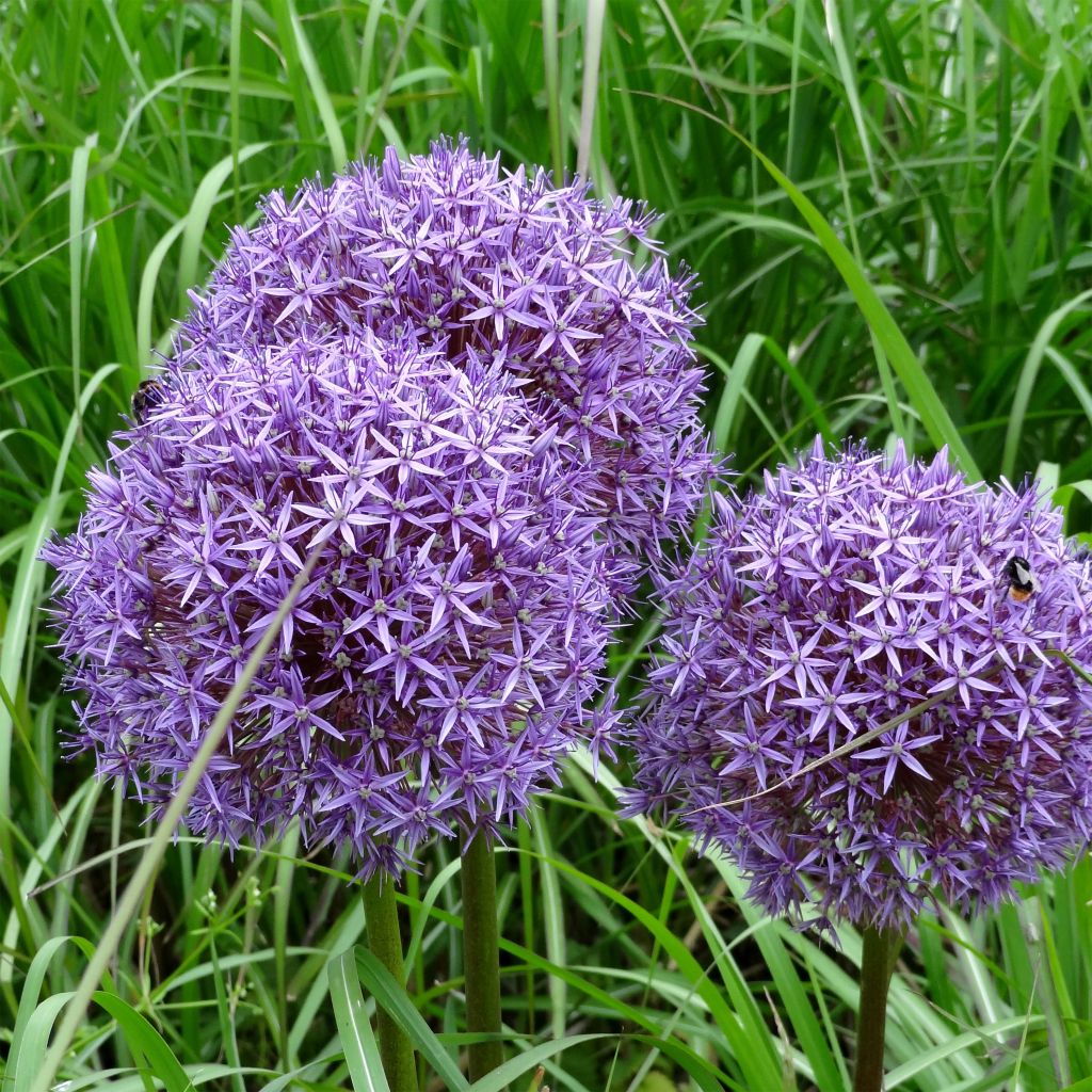 Allium Globemaster - Ajo decorativo