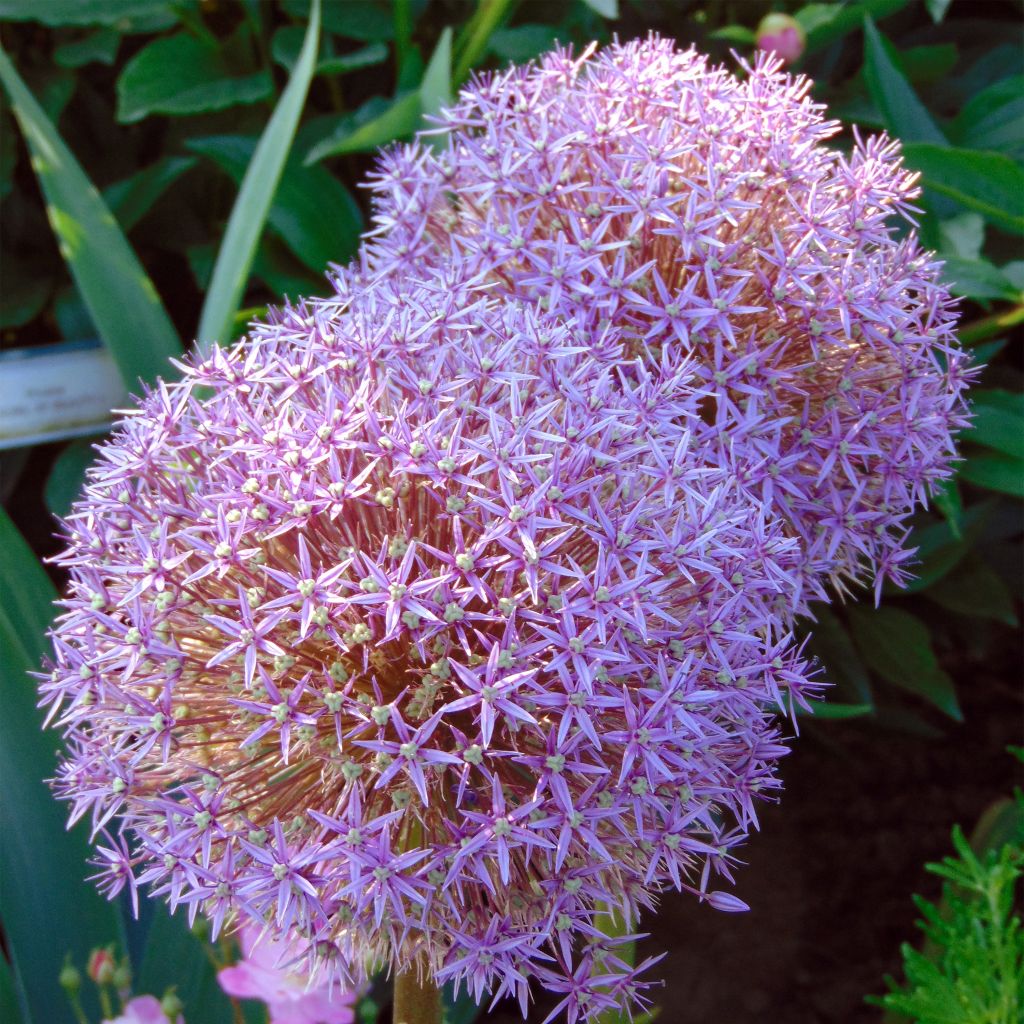 Allium Globemaster - Ajo decorativo