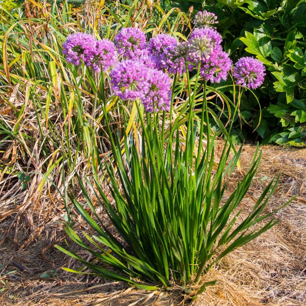 Allium Millenium - Ajo decorativo