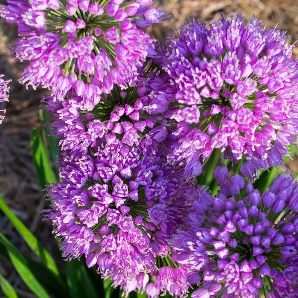 Allium Millenium - Ajo decorativo