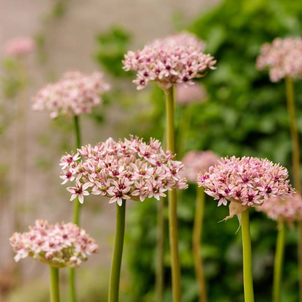 Allium Red Eye - Ajo decorativo