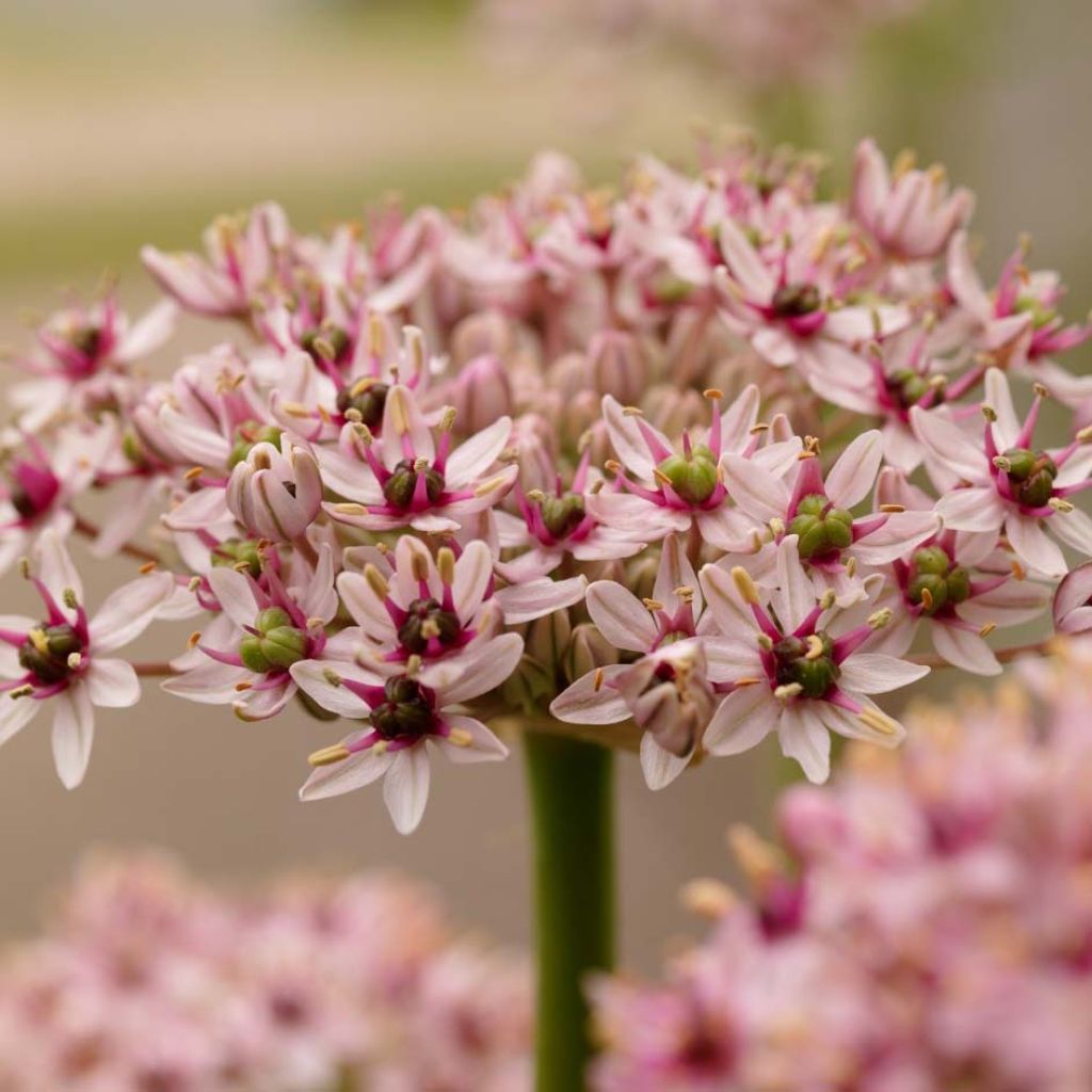 Allium Red Eye - Ajo decorativo