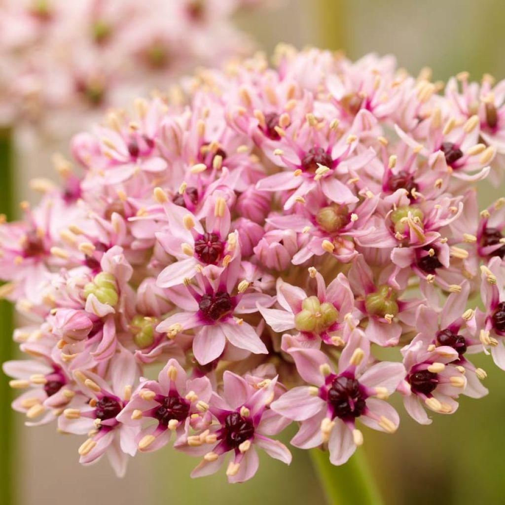 Allium Red Eye - Ajo decorativo