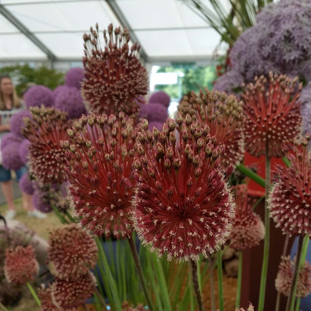 Allium amethystinum Red Mohican - Ajo decorativo