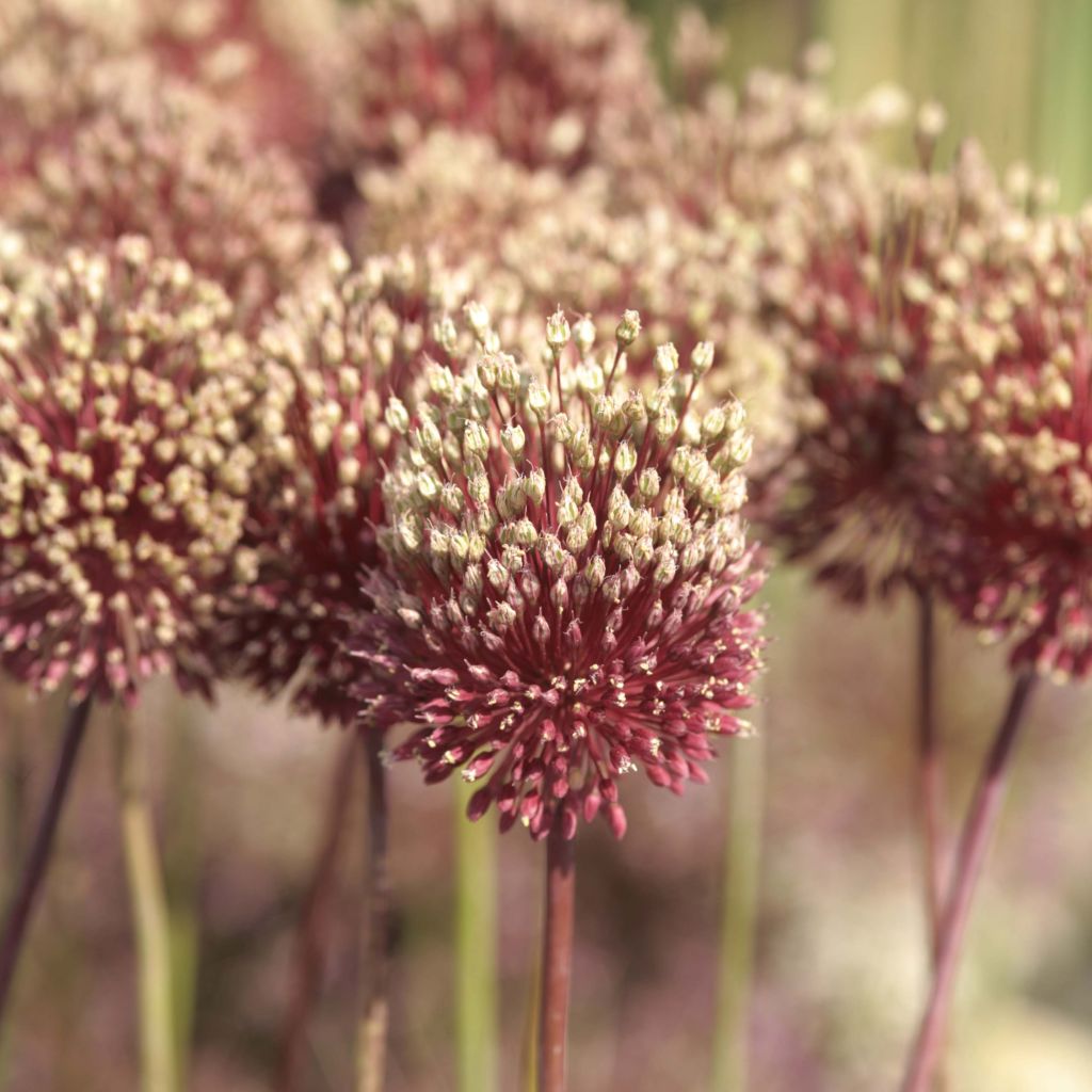 Allium amethystinum Red Mohican - Ajo decorativo