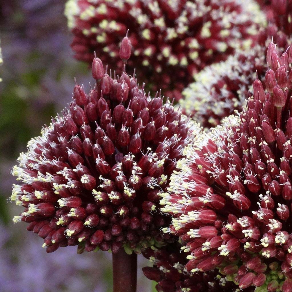 Allium amethystinum Red Mohican - Ajo decorativo