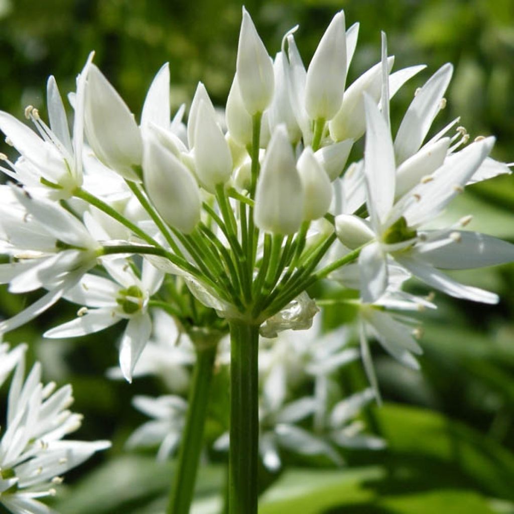 Ail des ours, Allium ursinum