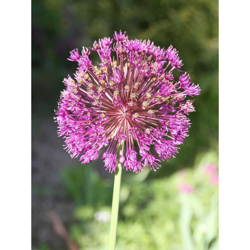 Allium aflatunense Purple Sensation - Ajo decorativo