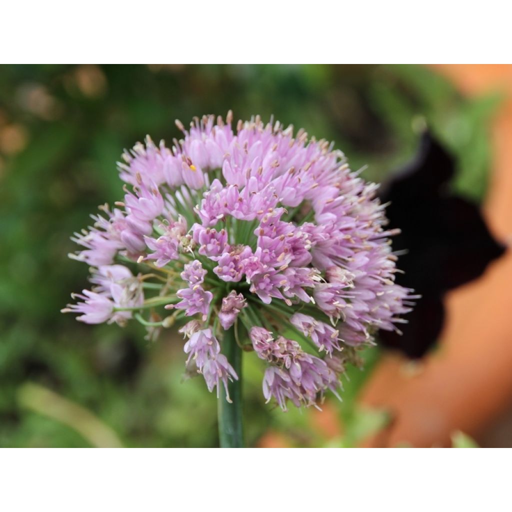 Allium senescens subsp. montanum - Ajo decorativo