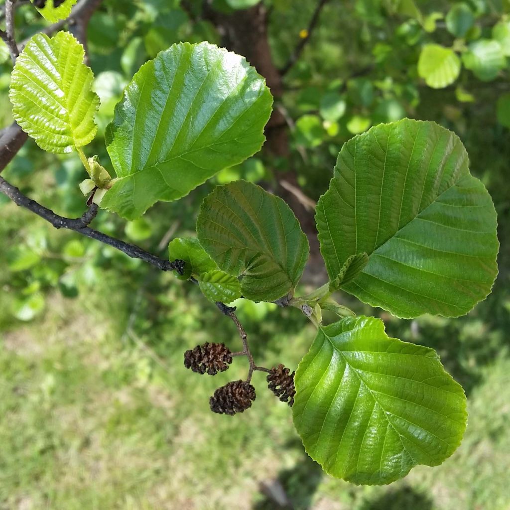 Aliso común - Alnus glutinosa