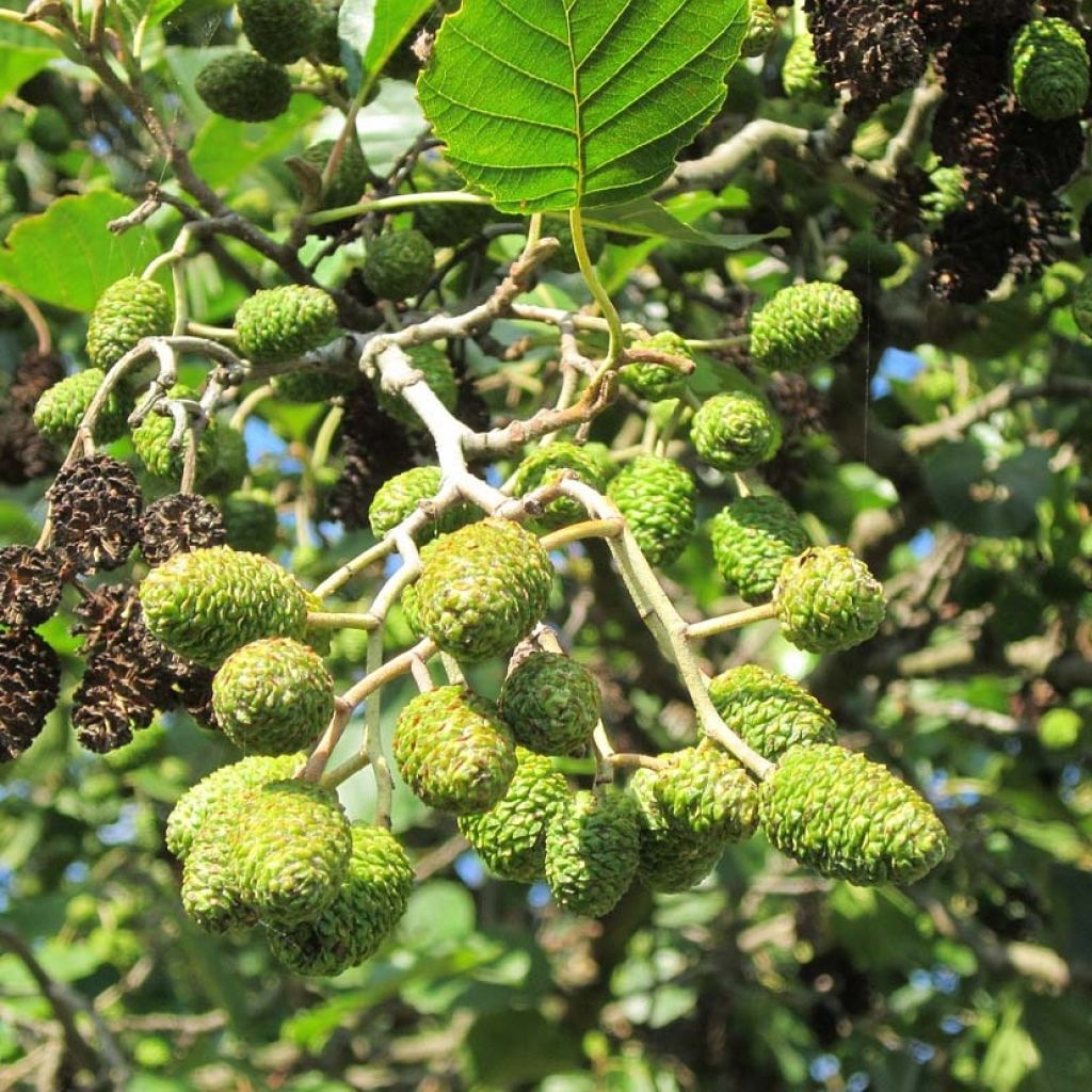 Aliso común - Alnus glutinosa