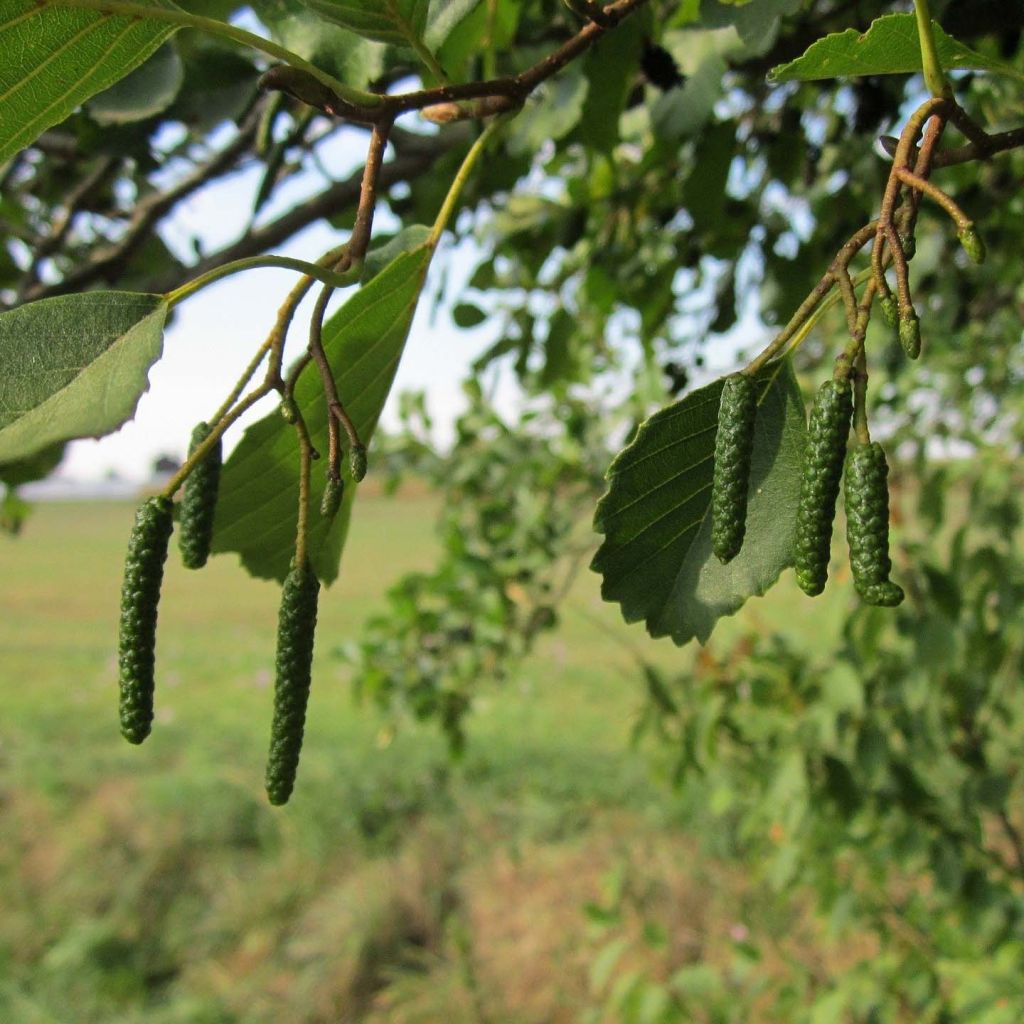 Aliso común - Alnus glutinosa