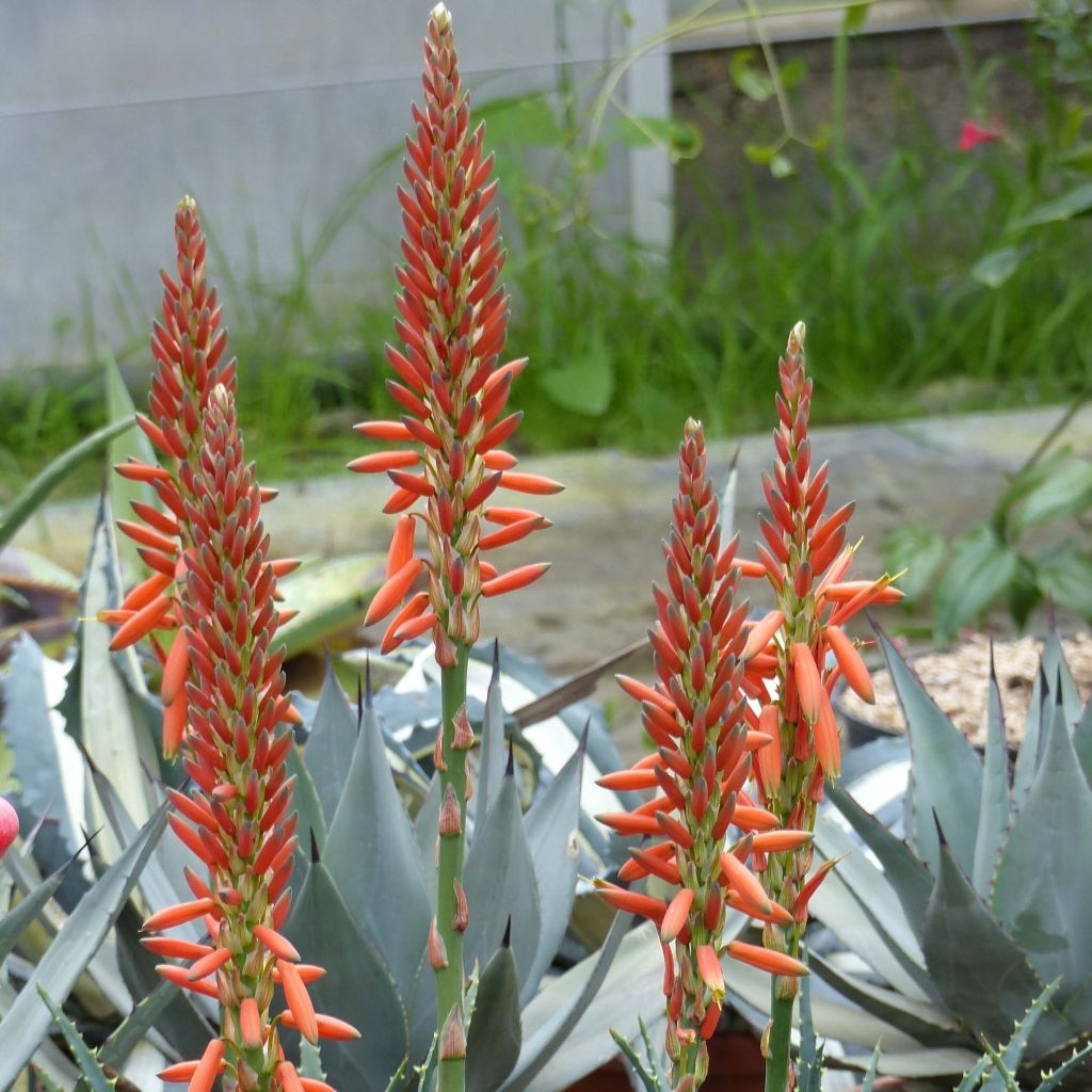 Aloe aristata - Planta antorcha