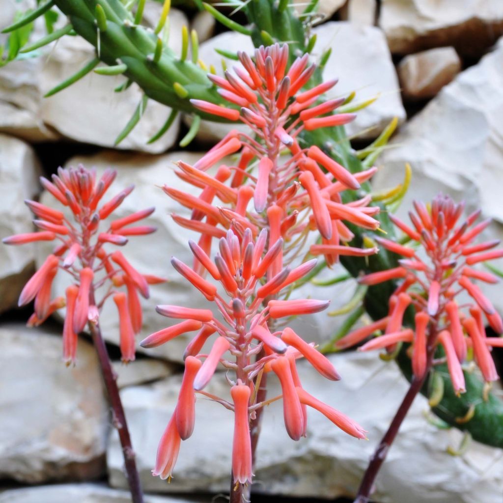 Aloe aristata - Planta antorcha