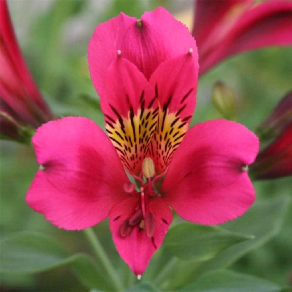 Alstroemeria Duc d'Anjou Arthur