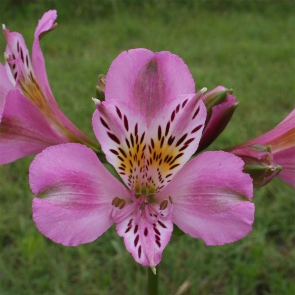 Alstroemeria Duc d'Anjou Charles