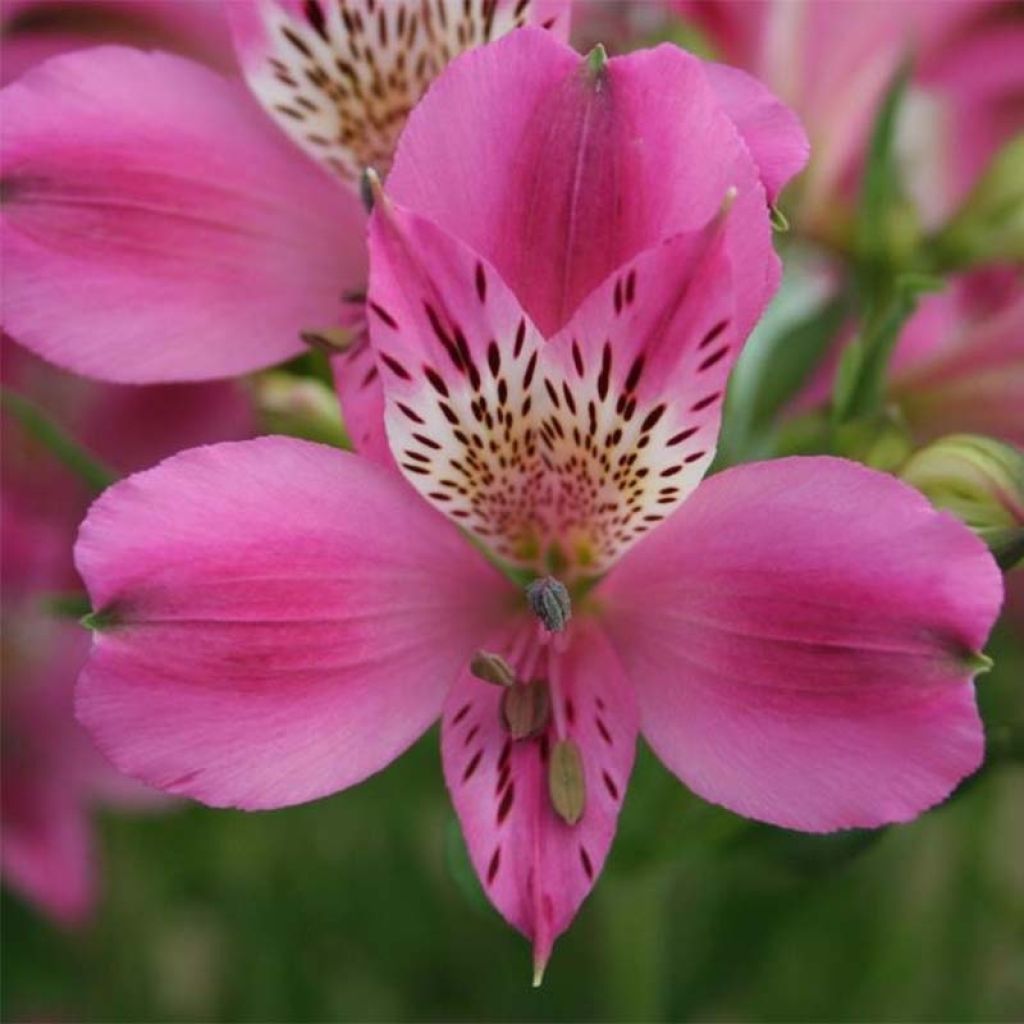 Alstroemeria Duc d'Anjou Edouard