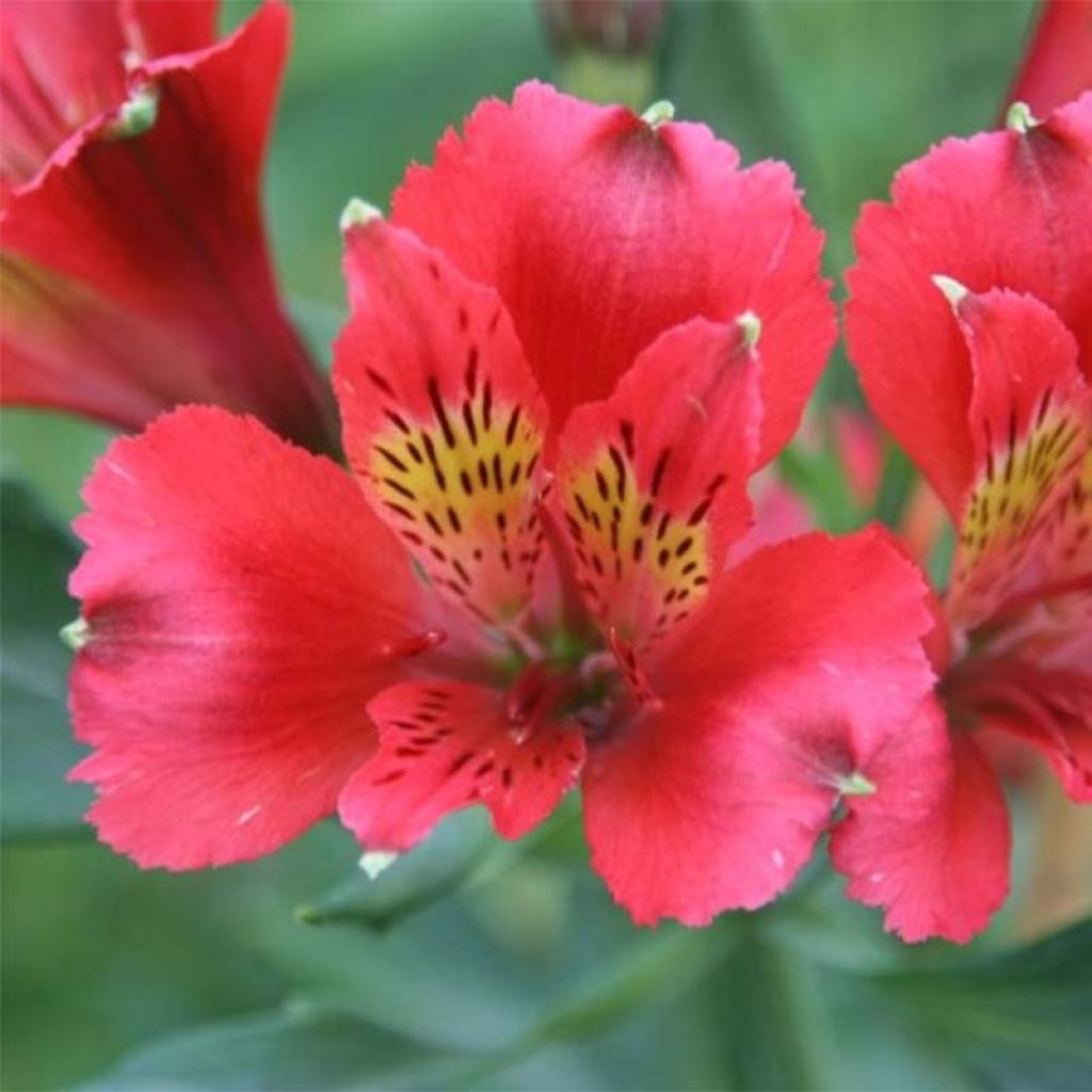 Alstroemeria Duchesses Diane