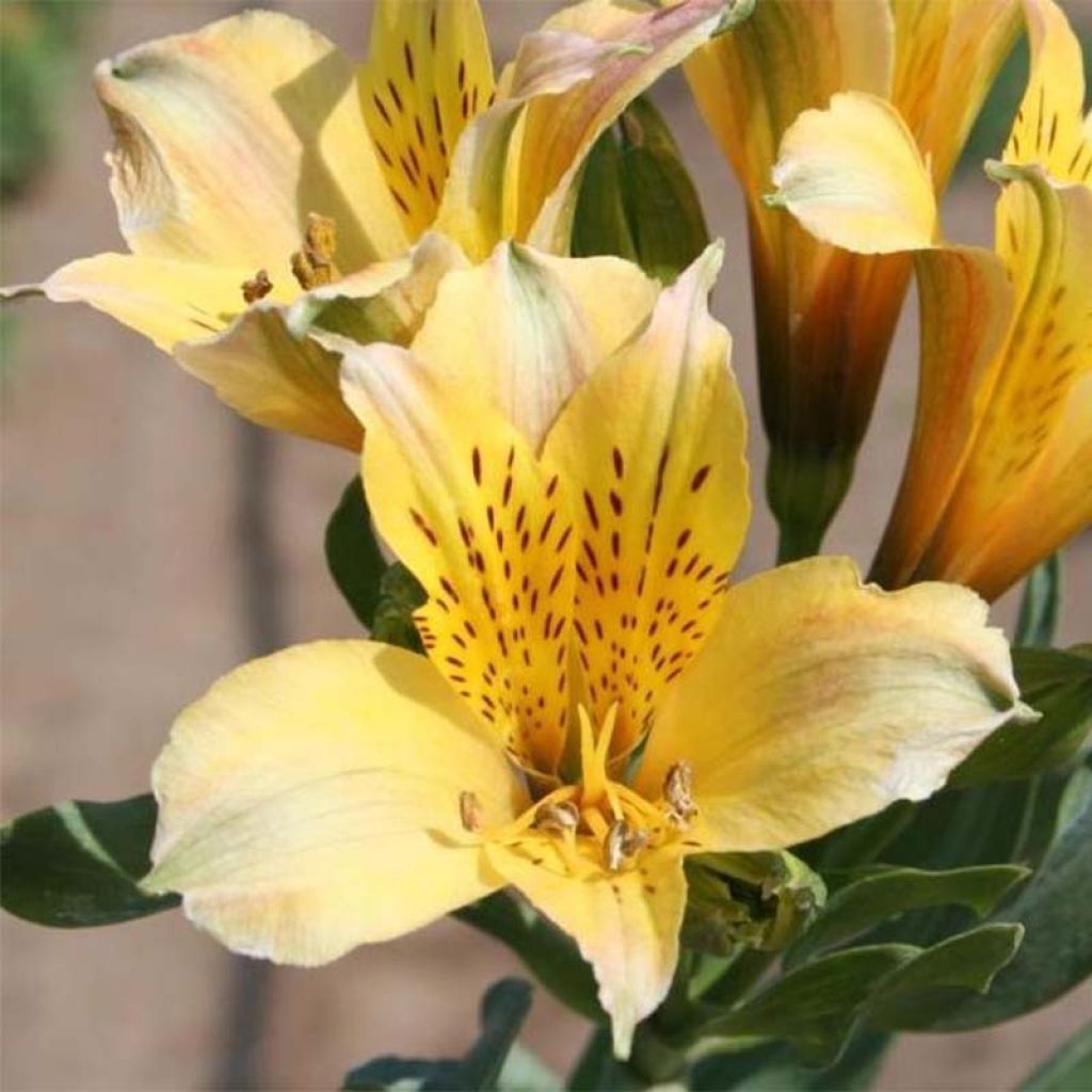 Alstroemeria Duchesse Marie