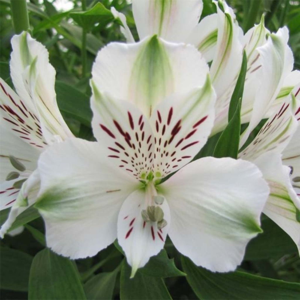 Alstroemeria Majestic Mazé