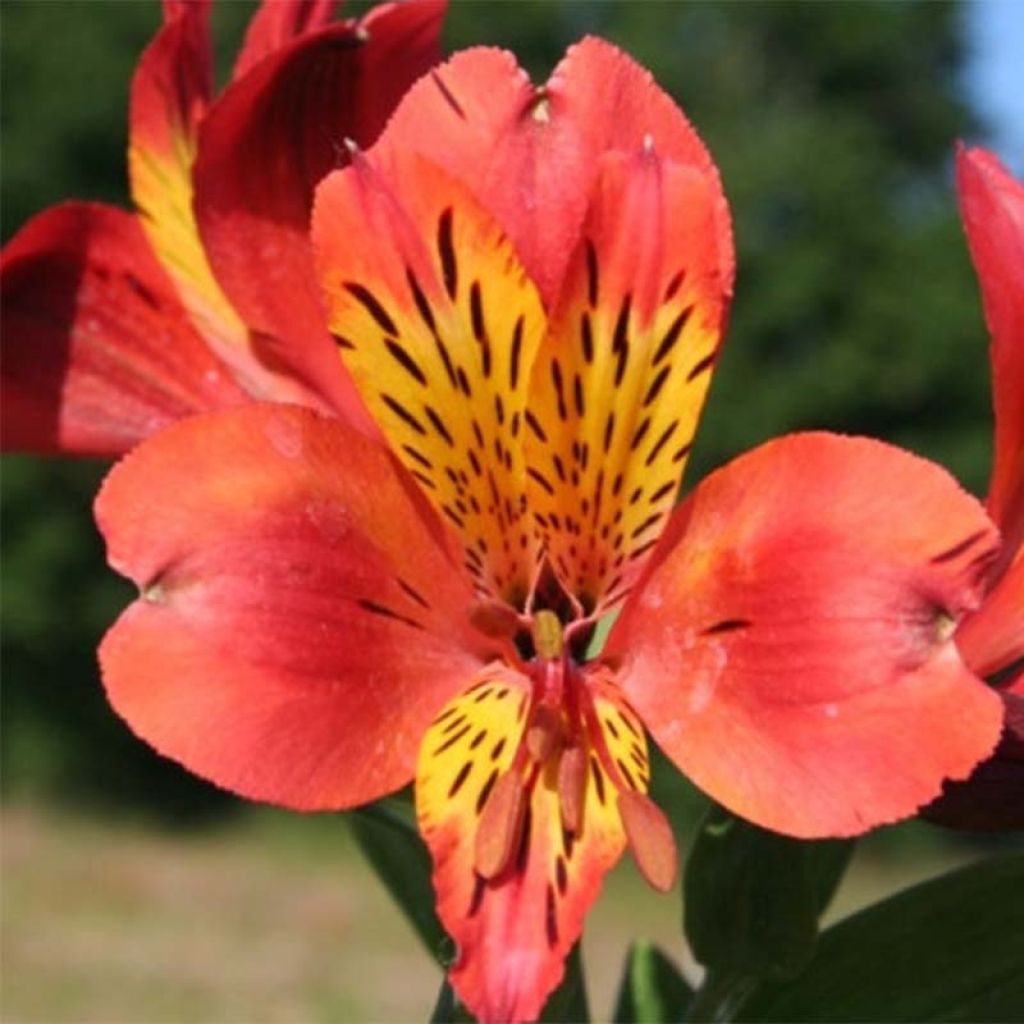 Alstroemeria Majestic Brissac