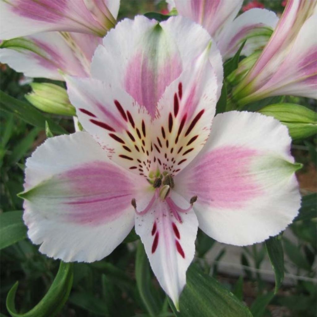 Alstroemeria Majestic Fougeré