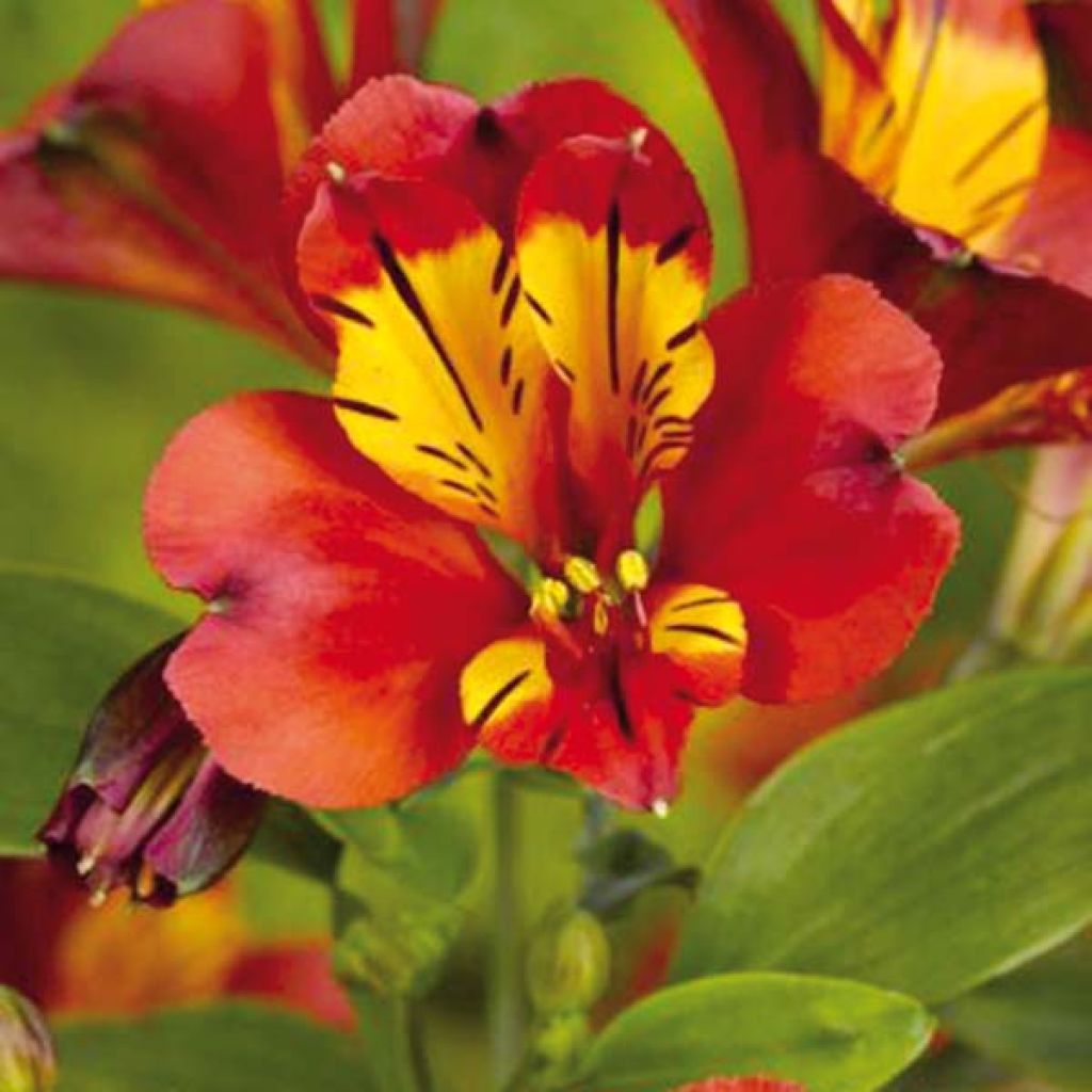 Alstroemère ou Alstroemeria Inca Classic