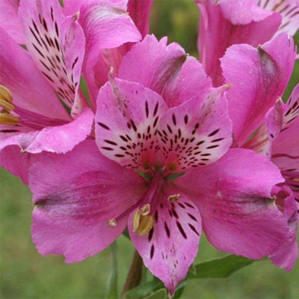 Alstroemeria Pitchounes Oceane