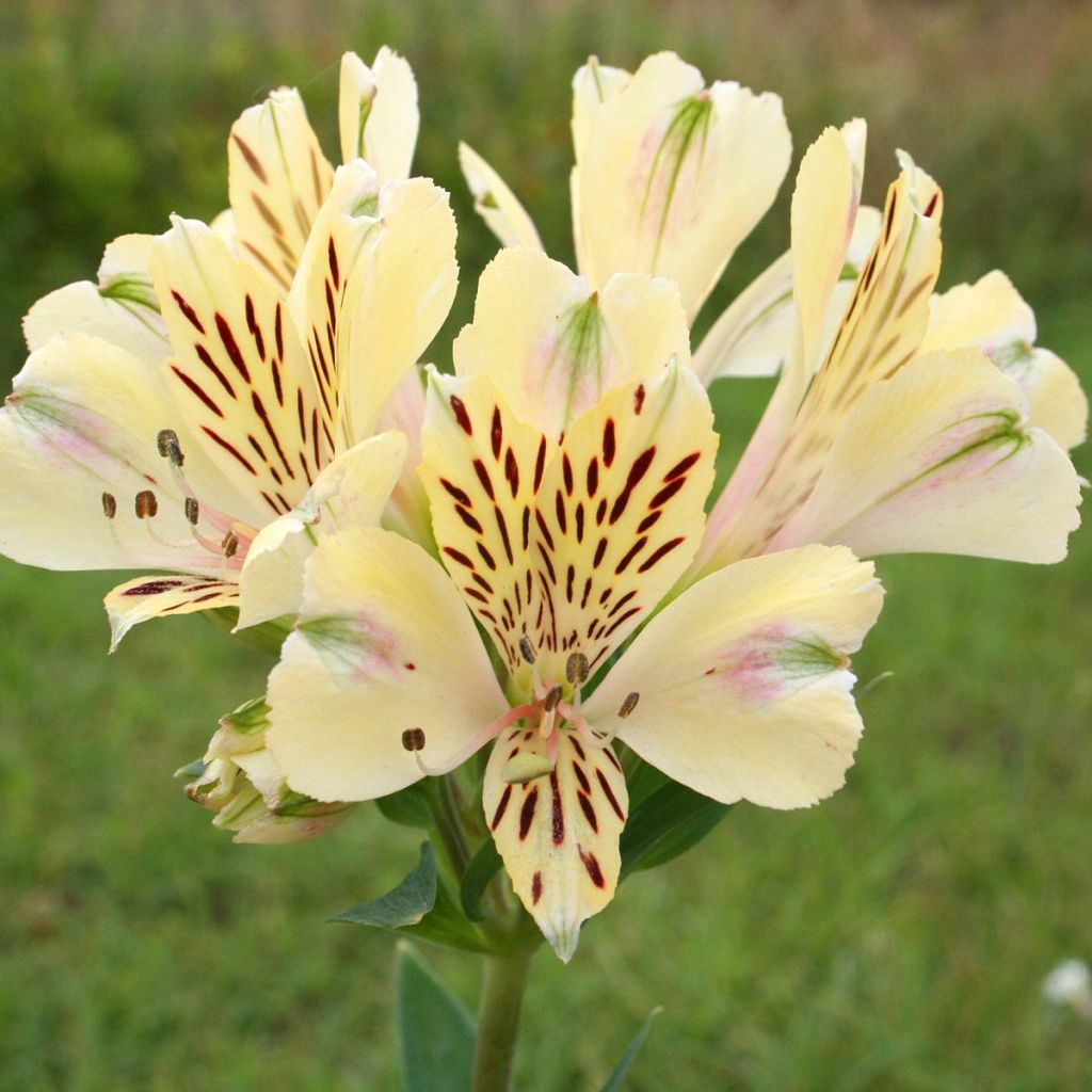 Alstroemeria Pitchounes Noah