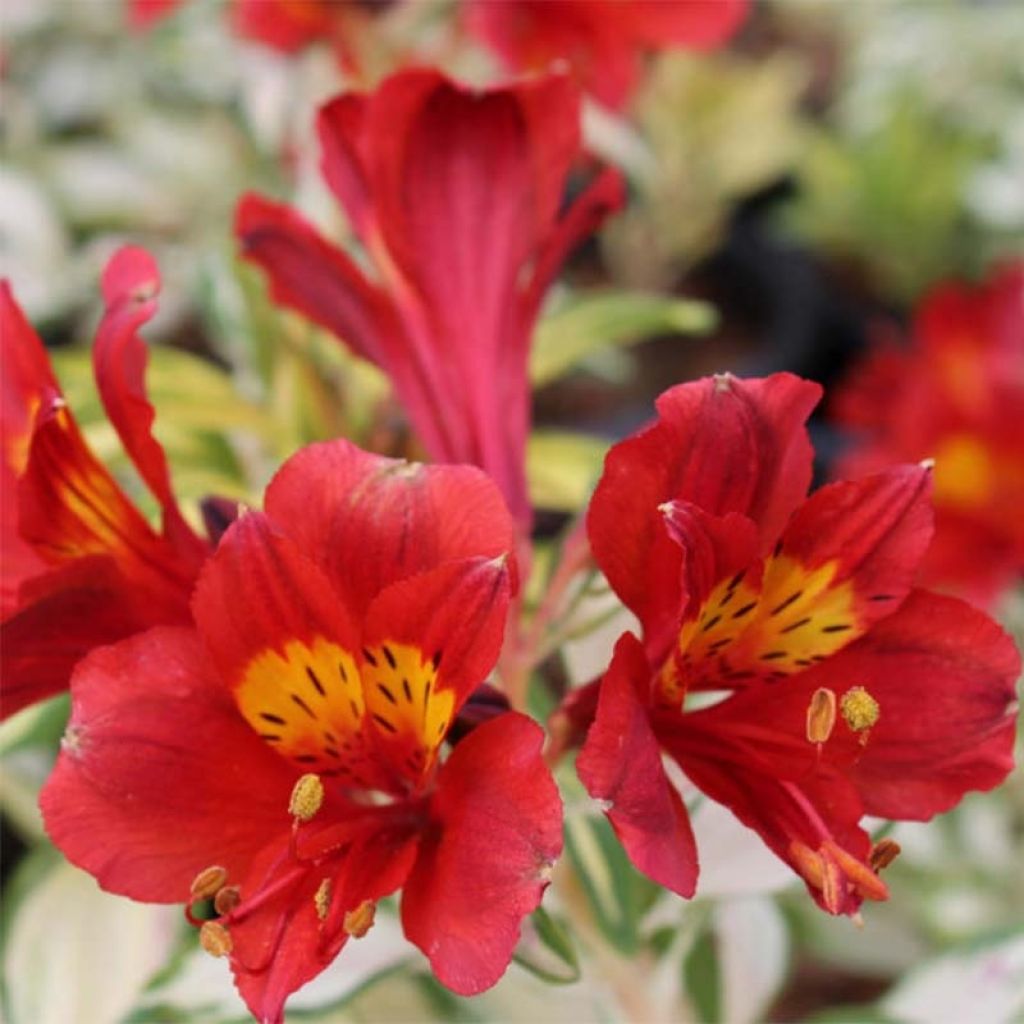 Alstroemeria Rock'n roll