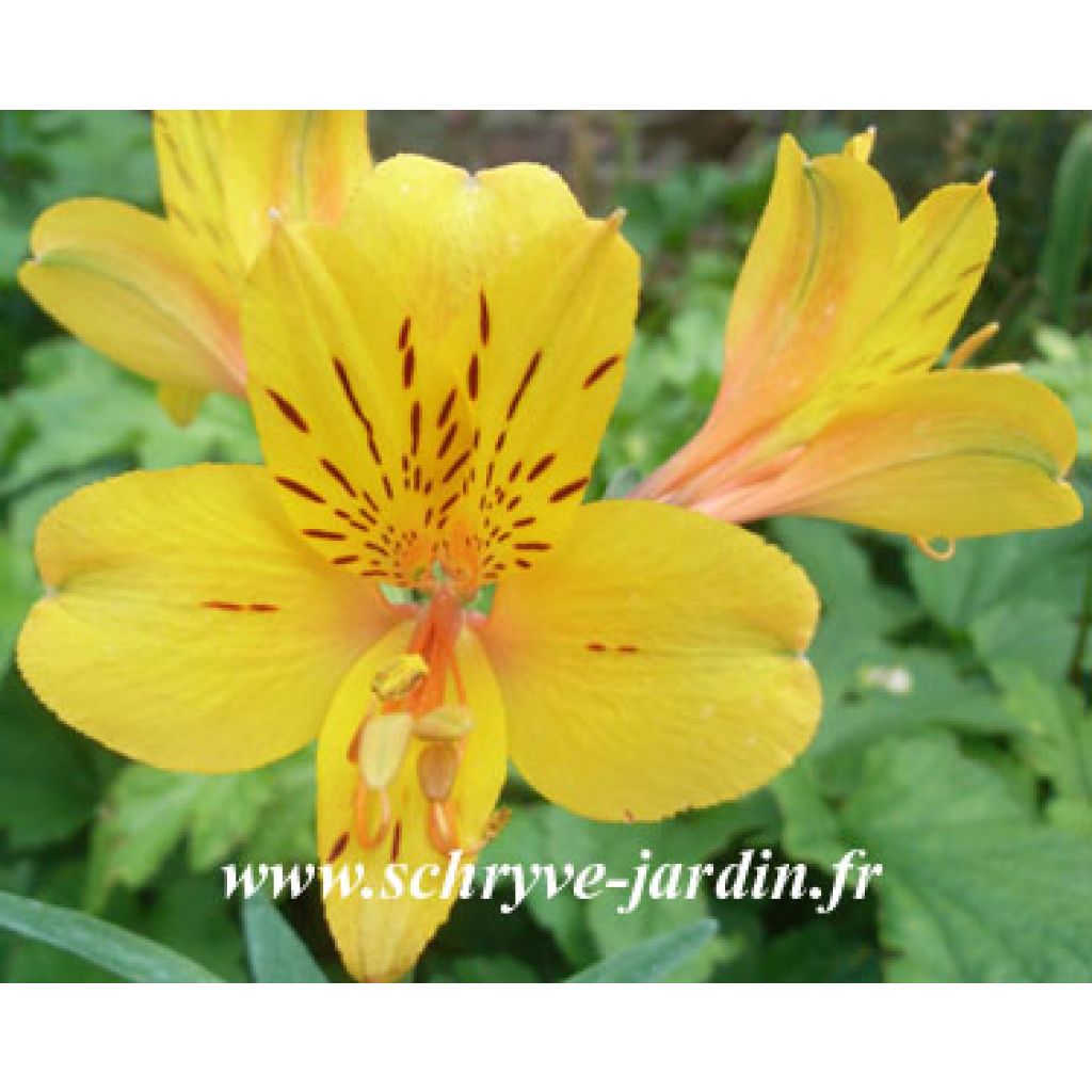 Alstroemeria hybride new yellow