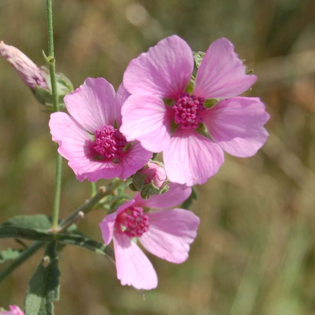 Althaea cannabina - Matilla cañamera