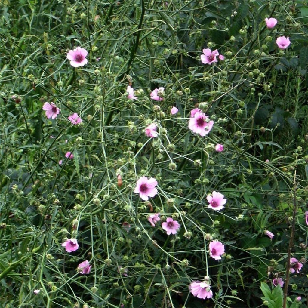 Althaea cannabina - Matilla cañamera