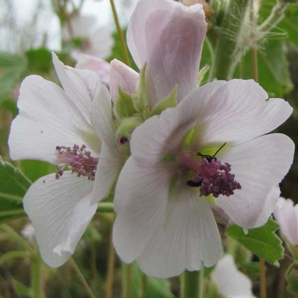 Guimauve officinale - Althaea officinalis