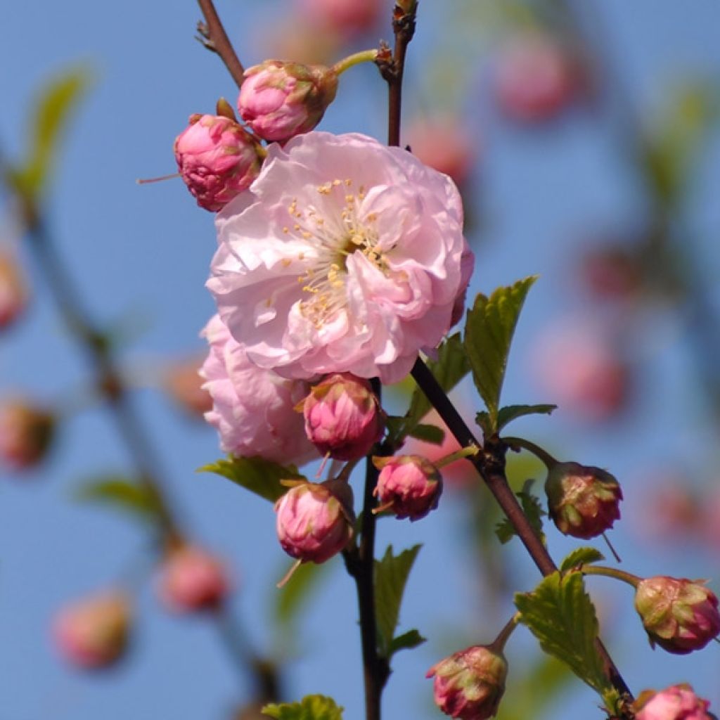 Amandier Texas - Prunus dulcis