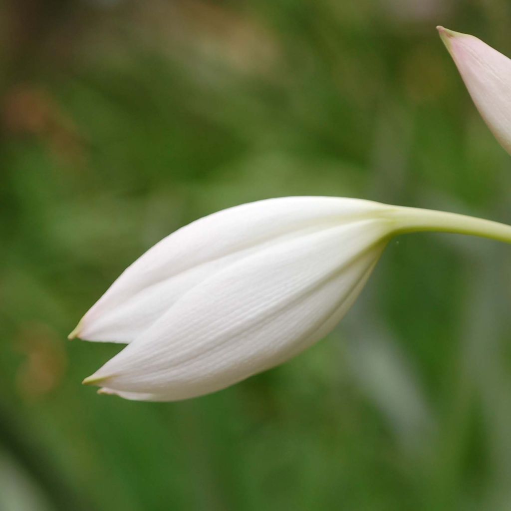 Amaryllis belladonna Alba en bulbe