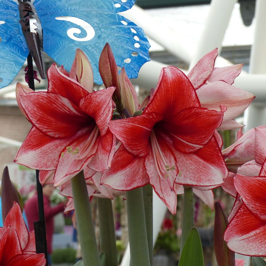 Amaryllis Amaryllis charisma - Hippeastrum