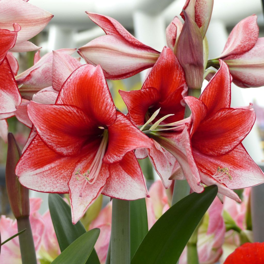 Amaryllis Amaryllis charisma - Hippeastrum