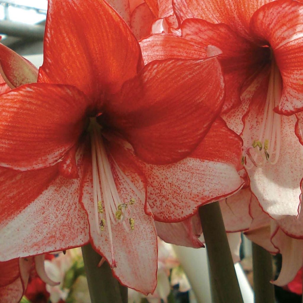 Amaryllis Amaryllis charisma - Hippeastrum