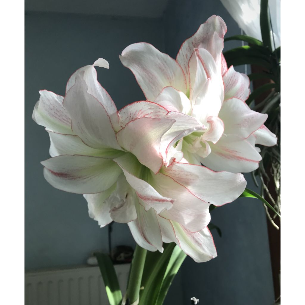 Amaryllis Double Aphrodite - Hippeastrum