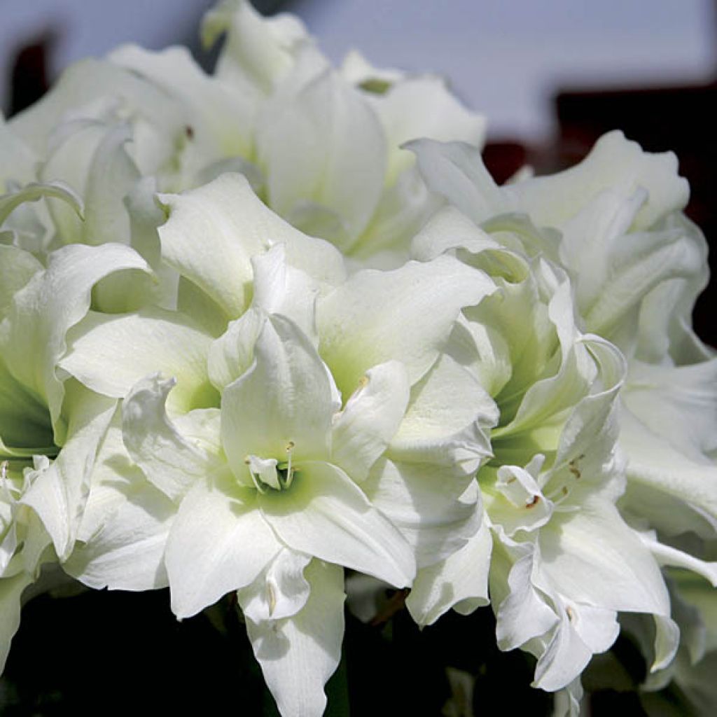 Amaryllis Double Ice Queen